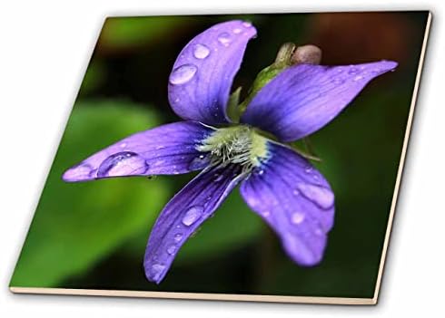 3dRose Egy makró fénykép egy vad lila ibolya virágzik. - Csempe (ct_350301_1)